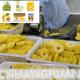 Customized SS304 Canned Sliced Pineapple Production Line Capacity 0.5-15T/H
