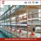 Maximize Rearing Efficiency With Chicken Husbandry Cage System Cage Type A Rose