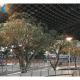 Big Fiberglass Trunk Artificial Olive Tree For Outdoor Garden Decoration