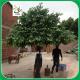 UVG GRE045 ornamental green banyan tree artificial outdoor trees for office decoration