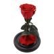 Preserved Red Rose In A Glass Dome Delicate Decoration For Home / Indoor