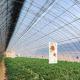 Arched Roof Hydroponics Growing System in Sunlight Greenhouse with Steel Structure