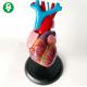 Anatomy Human Body Organs Model / Heart Training Visceral  Organ System Model