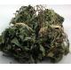 Chinese Wedelia Herb Solidago chinensis Wedelia chinensis whole part use as traditional chinese medicine Peng qi ju