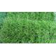 30mm 50mm Football Field Green Carpet Artificial Turf Grass Fakegrass Artificial