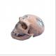 Comparative Differentiation Plastic Skull For Studying Anatomy