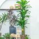 Stunning 170cm Real Touch Dracaena Bonsai Plant For Landscaping
