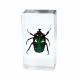 Insect Amber Resin Craft Table Decoration Paperweight