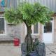 2.5m Height Artificial Ginkgo Tree With Green Branch Customized Design