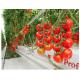 Agricultural Tomato Plant Greenhouse Covers Hollow PC Board For Against External Damage