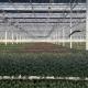 Reasonably Priced Glass Greenhouse Hydroponics System for Large-Scale Farming Needs