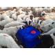 Cow Sheep Drinking Bowls Thermo Drinkers Pasture Two Balls Drinking Troughs Drinking Waterer Made Of LLDPE Blue 85L