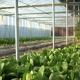 Glass Greenhouse with Hydroponic System Durable Glass Cover and Affordable Shipping