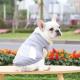 Dog Clothes Nice Quality Multiple Sizes From XS To 5XL Stylish Soft Breathable Vest Summer