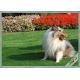 Anti Bacterial Soft Permeable Fake Green Grass Pet Grass Field Green Color