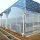 Sawtooth Roof Multi Span Plastic Film Greenhouse Width 6m 8m 9m