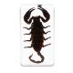 Insect Specimen Resin Paperweight Biology Anatomy Education Teaching Tool Educational Toy