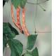 Plant  support netting / climbing plant mesh/plant support mesh