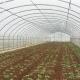 Optimal Plant Cultivation Tunnel Greenhouse Covered with 150/200micro PO Film