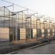 Vegetable Tree Cultivation Multi Shading Screen System Greenhouse in Steel Structure
