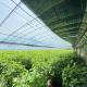 Arched Roof Greenhouse for Sunlight Aquaculture Flower Planting Vegetable Production