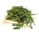 SABAH SNAKE GRASS, SSG leaves,Clinacanthus Nutans,cancer therapy,healthy tea