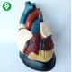 Internal Heart Anatomy Model Advanced Visceral Teaching Medical Supplies