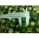 2020 new crop  IQF Individually Quick Freezing Okra Cut FDA / ISO Certificated