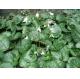 Saxifraga stolonifera Curtis saxifrage rockfoil whole plant traditional chinese herb Hu er cao