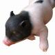 Custom Made MINI  Cute Piggy Realistic Animals Silicone Wax Sculpture