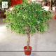UVG Indoor artificial miniature banyan tree in plastic leaves for home garden landscaping