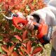 Electric Pruning Shears Cordless Portable 35mm 2 Gear Pruning Shears With Digital Display For Makita