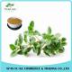 New Design Spices Product Antibacterial Effect Dry Thyme Leaf Extract