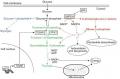 A New Role for Tumor Suppressor p53