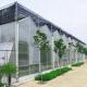 Hot Dipped Galvanized Steel 7.5m PC Sheet Greenhouse