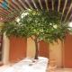 2.5m Nearly Natural Trees , Room Decoration Tree 5-10 Years Life Time