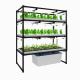 3 Layer 600*1500mm Indoor Vertical Farms Hydroponic Growing Racks For Herbs Plants