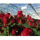 High Output PC Sheet Greenhouse Nine Systems Combined For Flower Growing