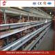4 Cell Birds Chicken Cage System With Conveyor Belt For Chicken Farm Mia