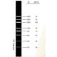 DNA Marker Agarose Gel PCR Kit DNA Ladder 5000bp For Research Molecular Biology Tests