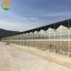 American Tomato Agriculture Polycarbonate Greenhouse Equipped with Hydroponic Systems