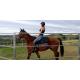New style 1.8x 2.1m High quality cheap livestock horse round yards for sale