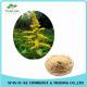 Water Soluble Witch Hazel P.E./Herbal Hamamelis Virginiana Extract for Cosmetic