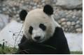 Six star pandas have been finalized    Chengdu Pambassador    will be able to have up close contact