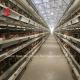 A H Type Full Automatic Chicken Battery Cage System With 25 Years Lifespan Star