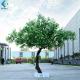 Custom Size Artificial Tree Plant , Lobby Decoration Use Fake Osmanthus Tree