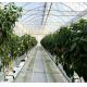 8.0m 10.0m Span Width Agriculture Greenhouse for Tomato and Vegetable