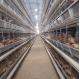 Poultry Breeding Equipment Galvanized Steel Wire Automatic Layer Chicken Cages Large Poultry System