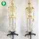 Movable Spine Human Body Skeleton Model / Full Size Medical Skeleton