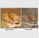 Cat Portrait Oil Painting Hand - Painted With Texture Turn Your Photo Into A Painting